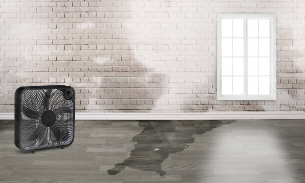 Best Ceiling water damage repair  in Sarcoxie, MO